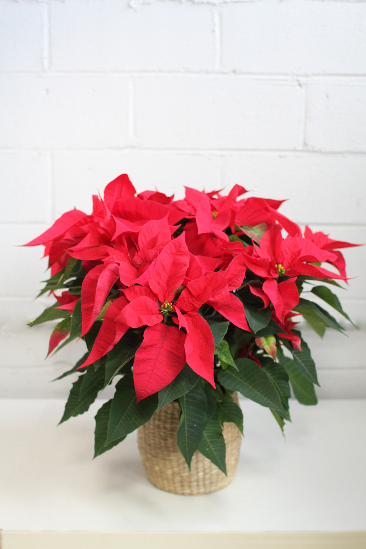 Poinsettia