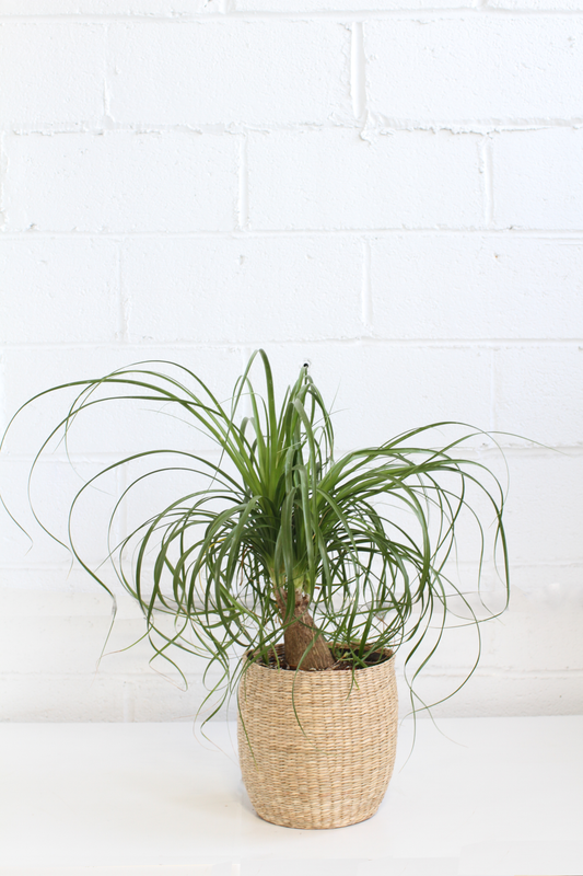 Ponytail Palm