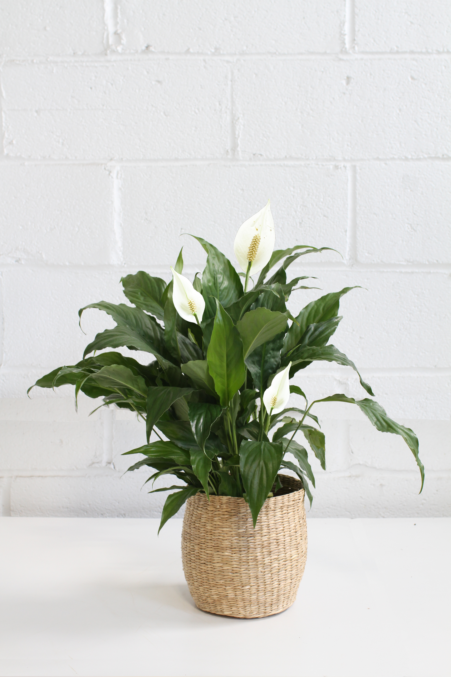 Spathiphyllum 'Peace Lily'